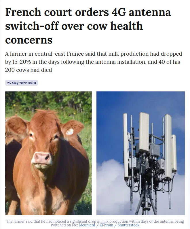 5G French Cows